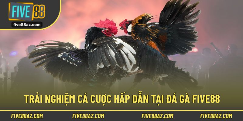 Trải nghiệm cá cược hấp dẫn tại đá gà FIVE88